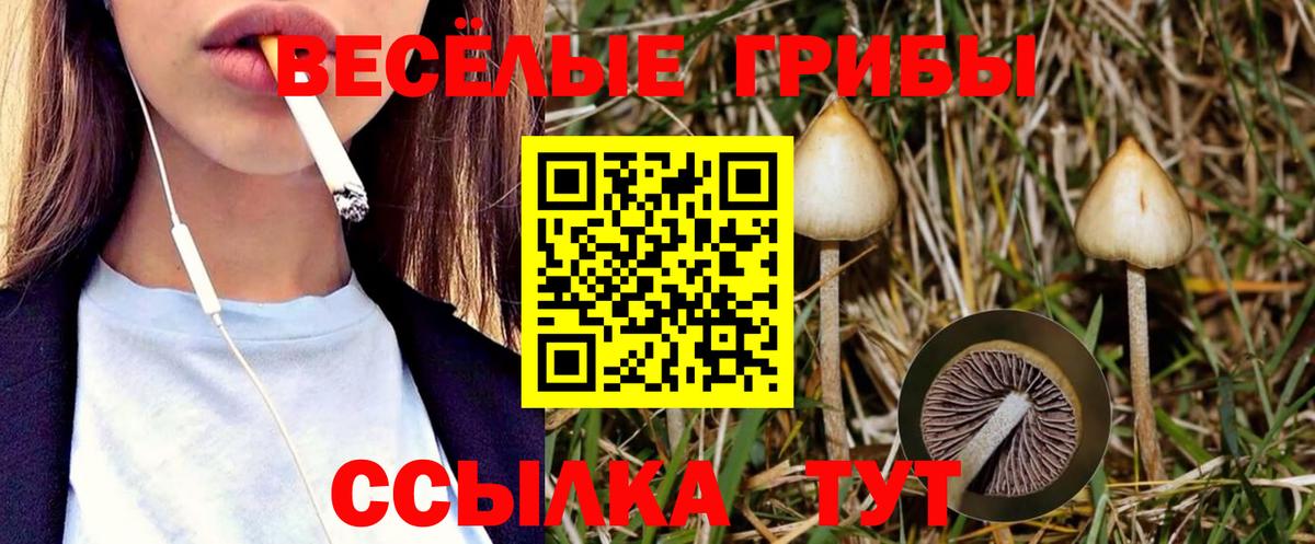 Псилоцибиновые грибы Psilocybine cubensis Моздок